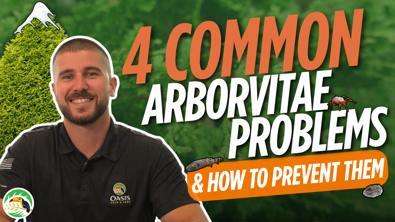 4 common arborvitae problems thumbnail 