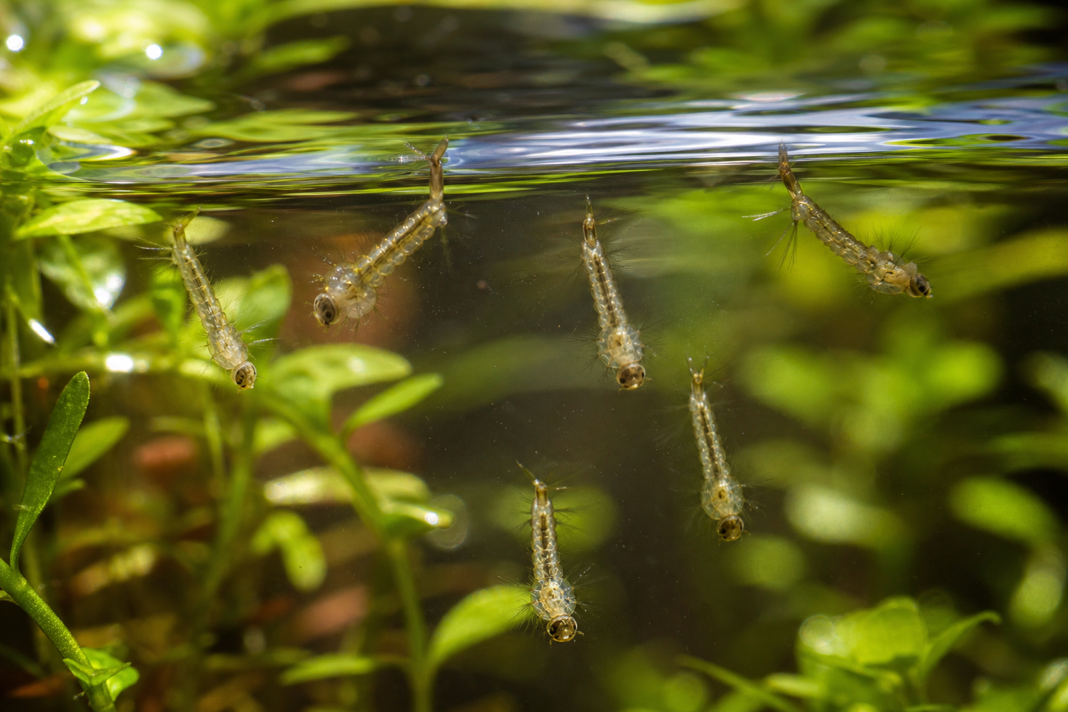 Mosquito Larvae in Pond Water