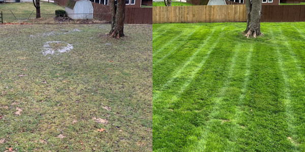 AO Before After