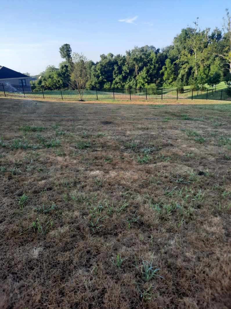 Armyworm damage in lawn in Ohio