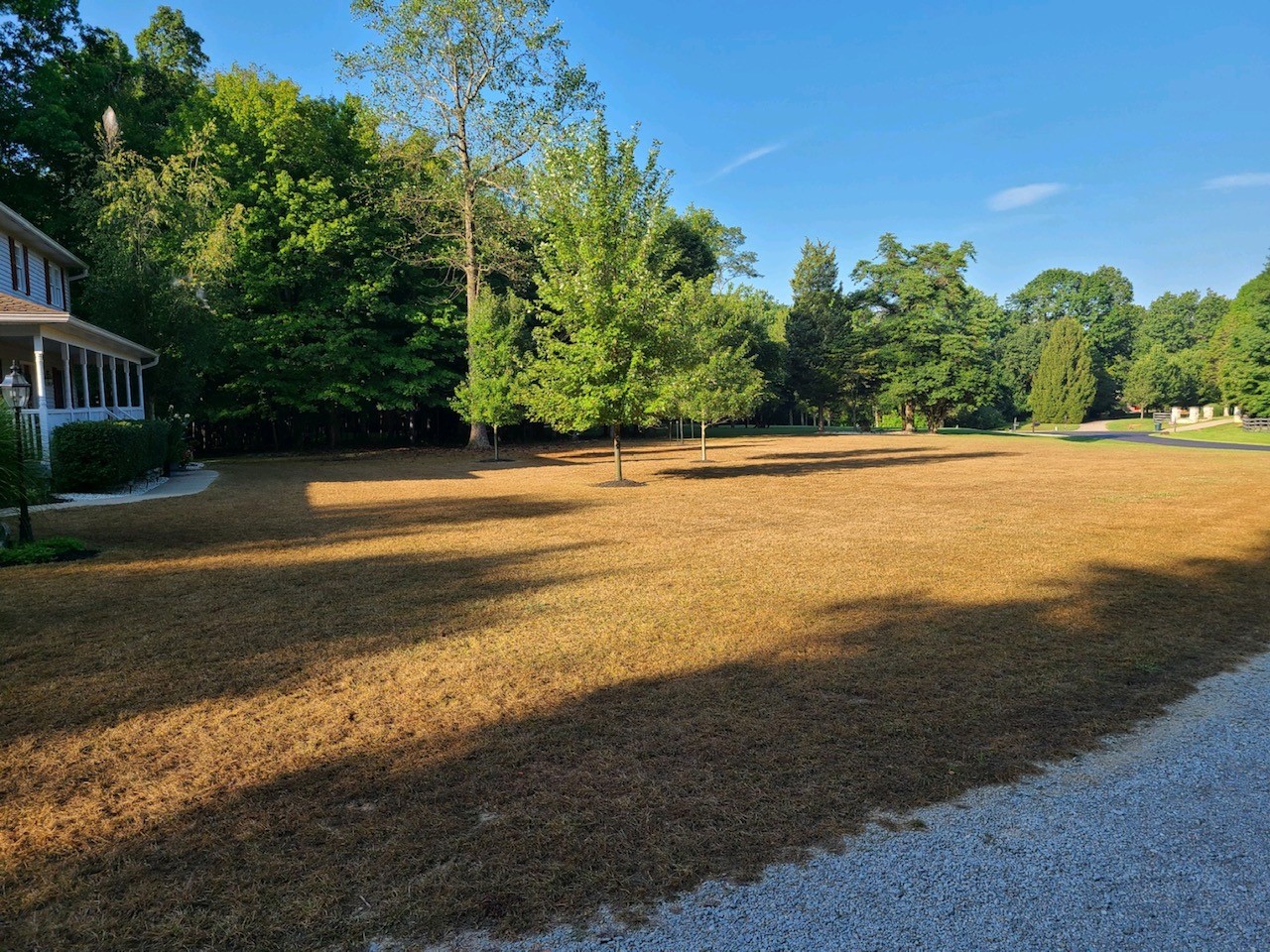 Lawn with armyworm damage