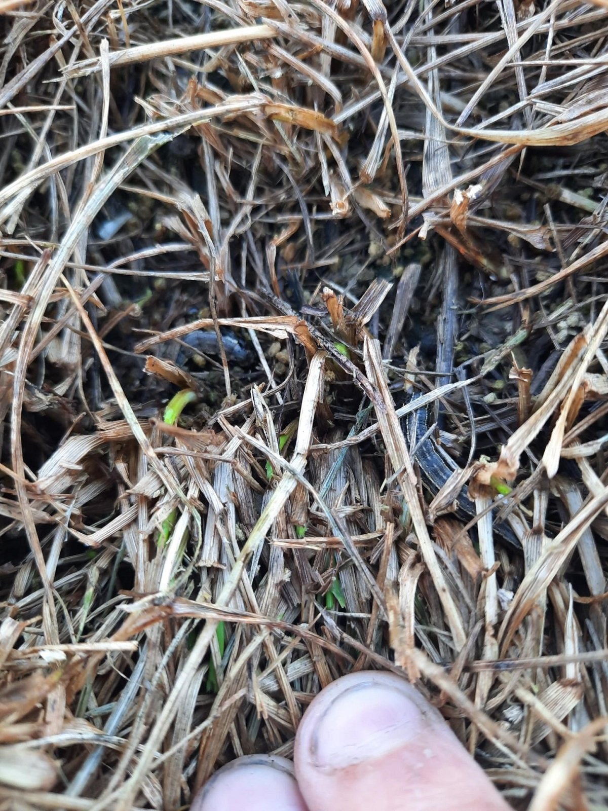 Armyworms in grass