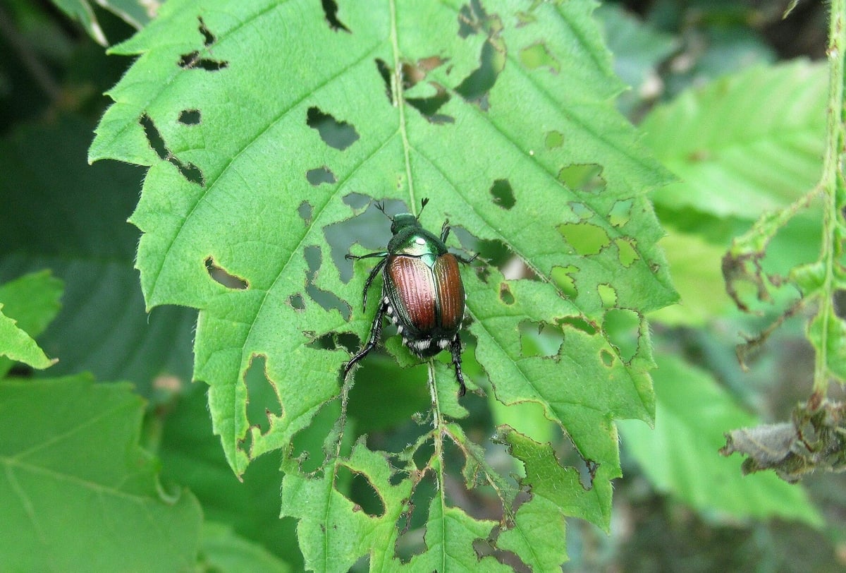 Beetles eating holes in leaf of shrub