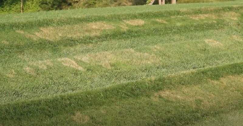 Brown Patch Lawn Disease