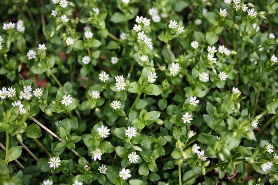 Common Chickweed in grass