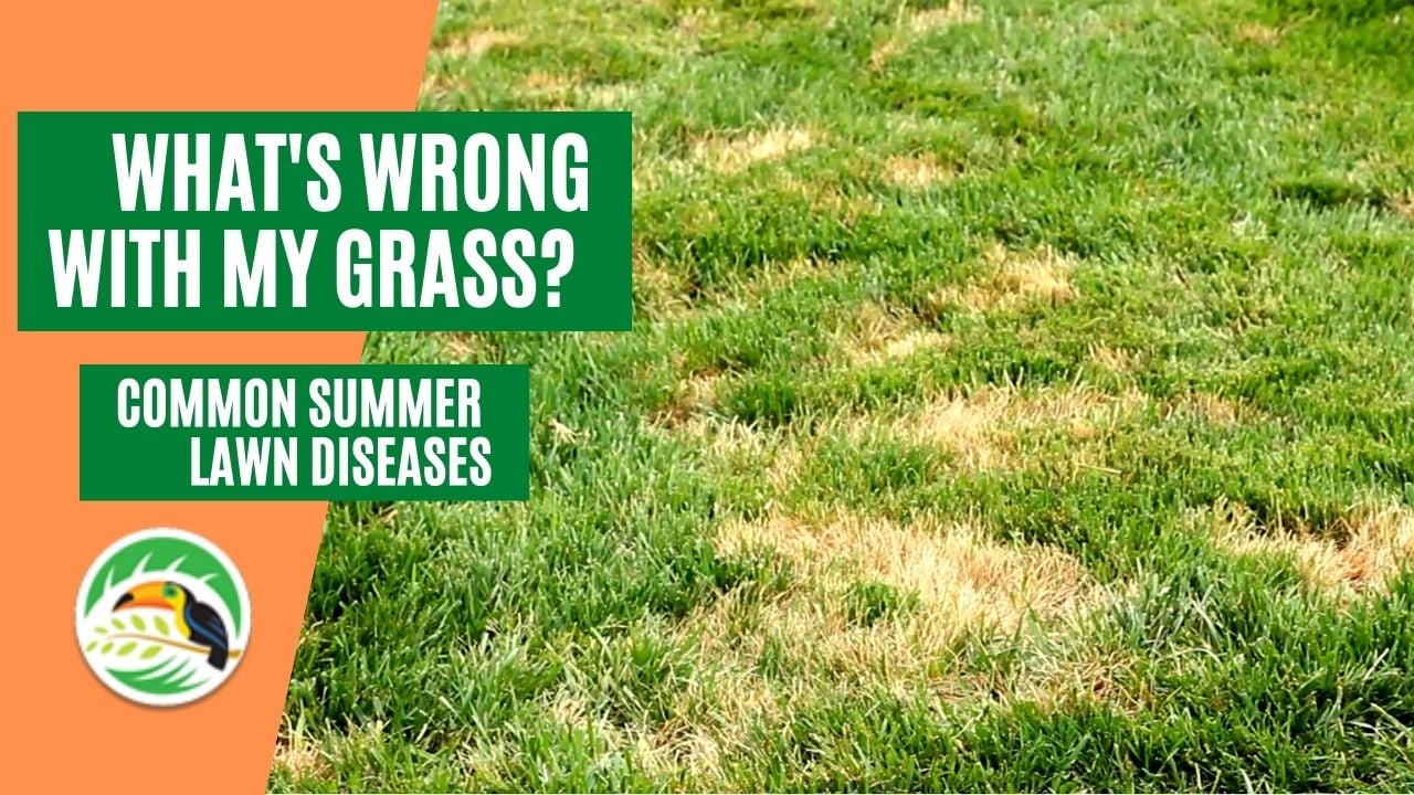 Common Summer Lawn Diseases (Thumbnail)