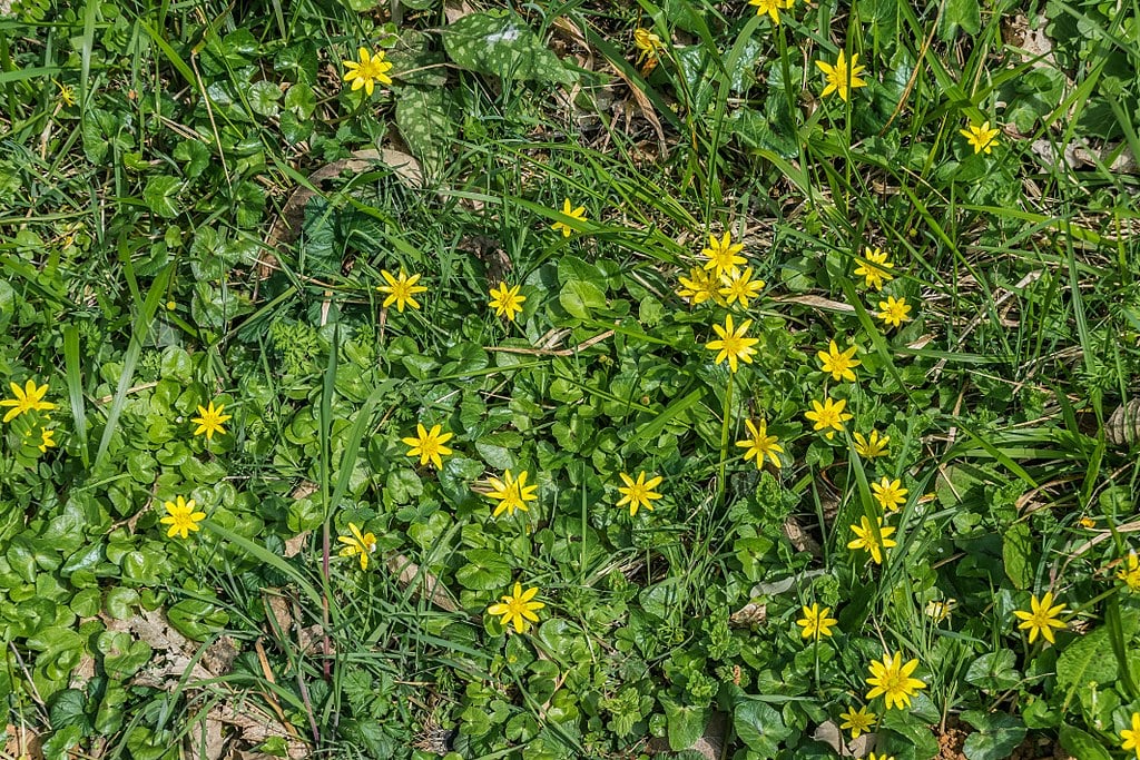 lesser celandine