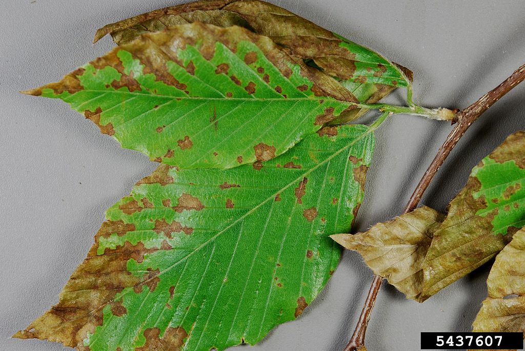 Anthracnose