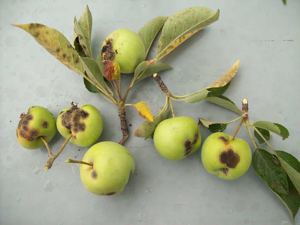 Apple scab fungus