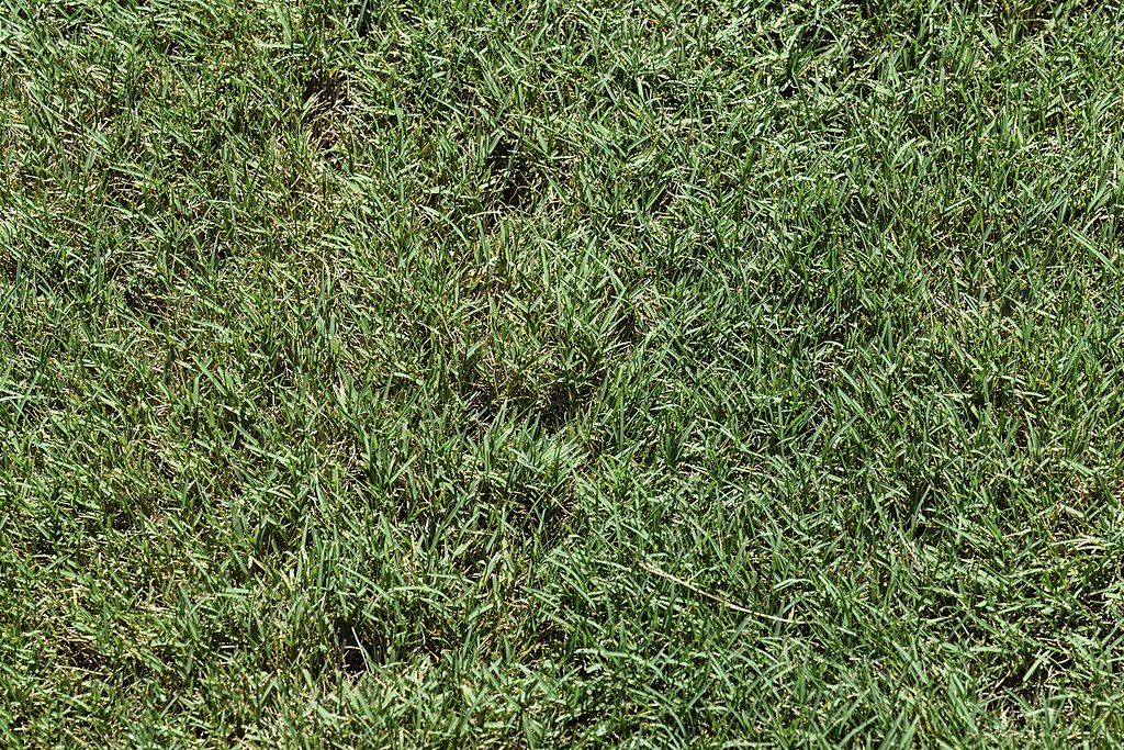 Bentgrass lawn weed