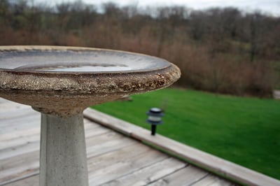 Bird bath attracting mosquitoes