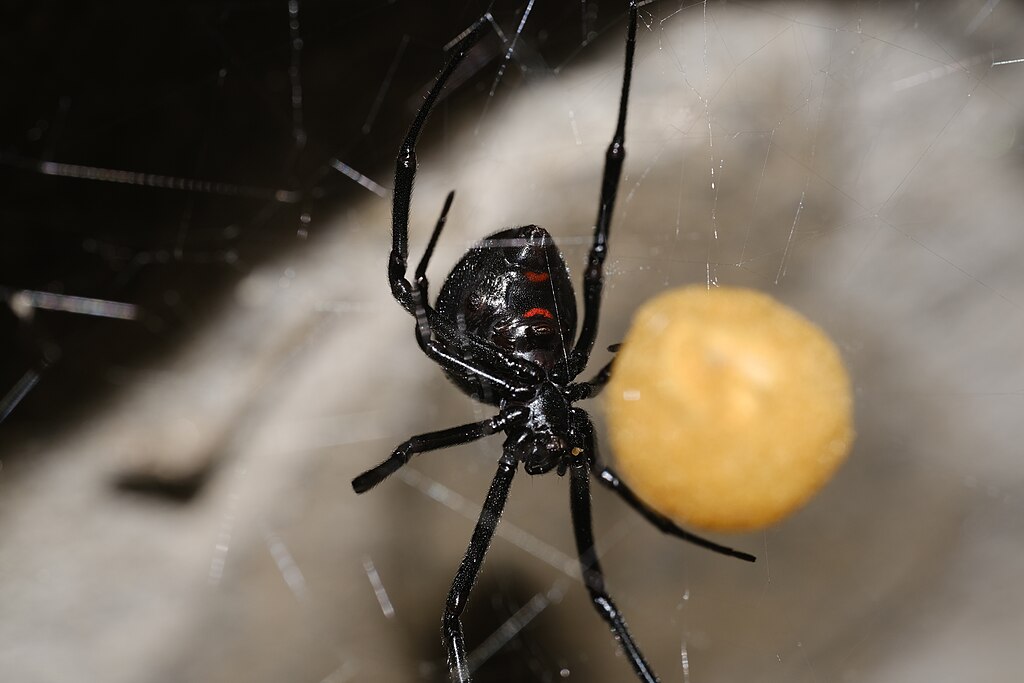 Black widow spider in web