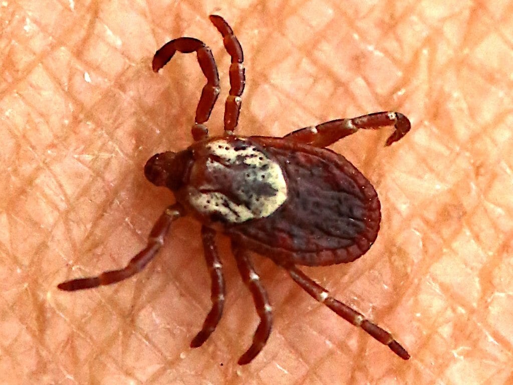 the American Dog Tick