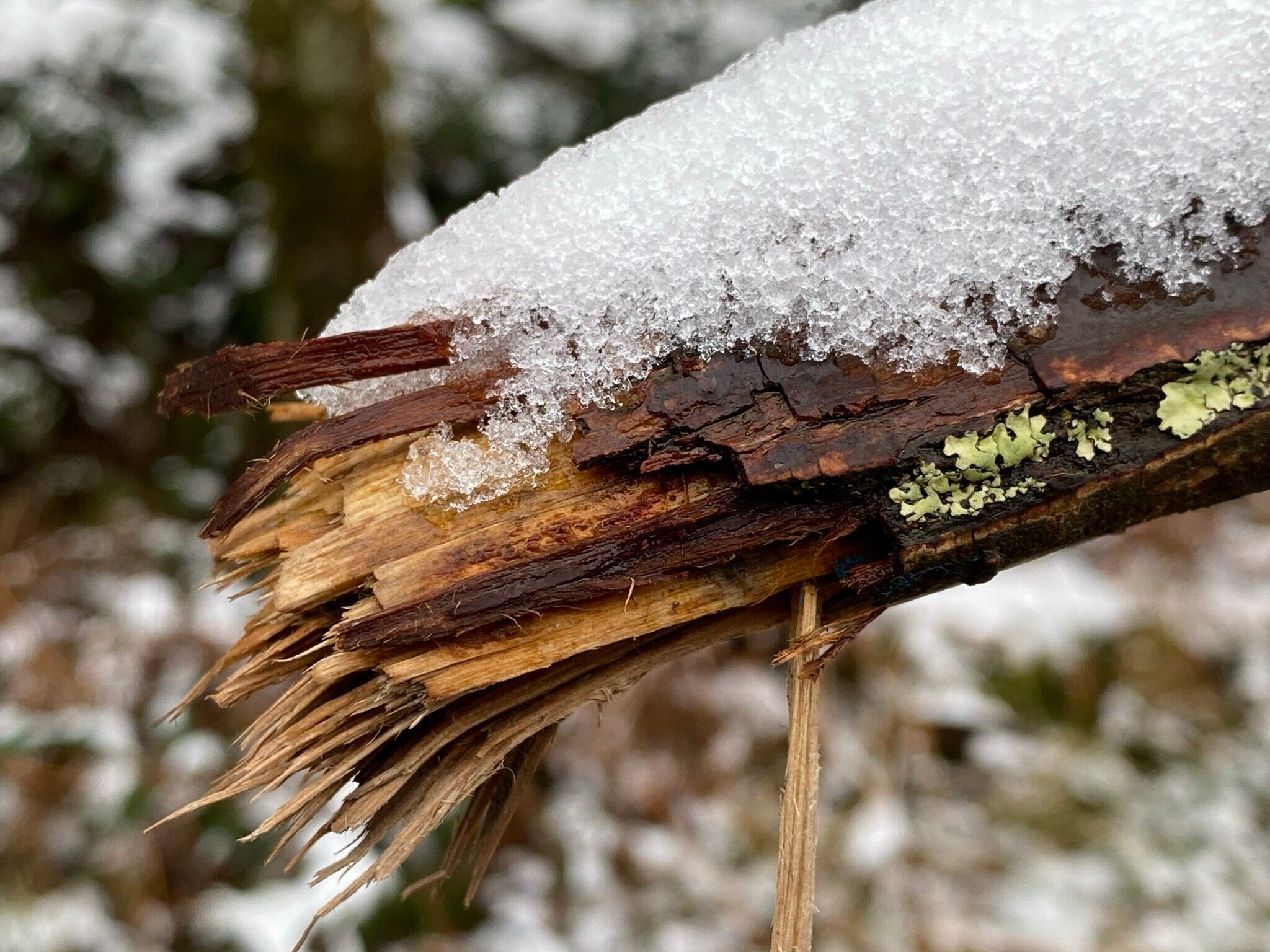 a branch broken due to snow weight