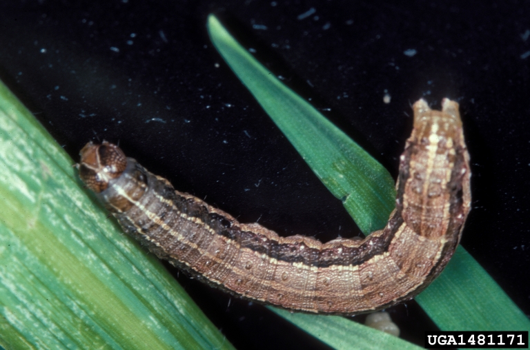 Fall armyworm on grass