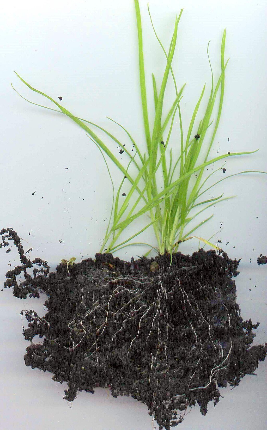healthy grass with white roots