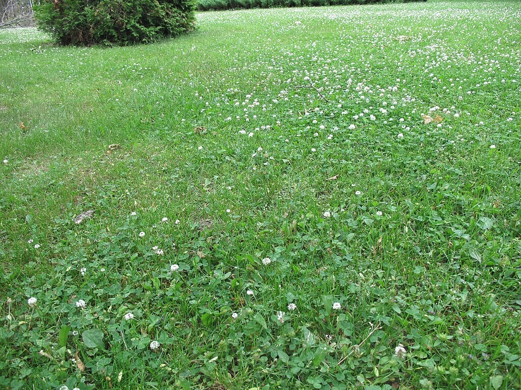 a Lawn Full of Clover