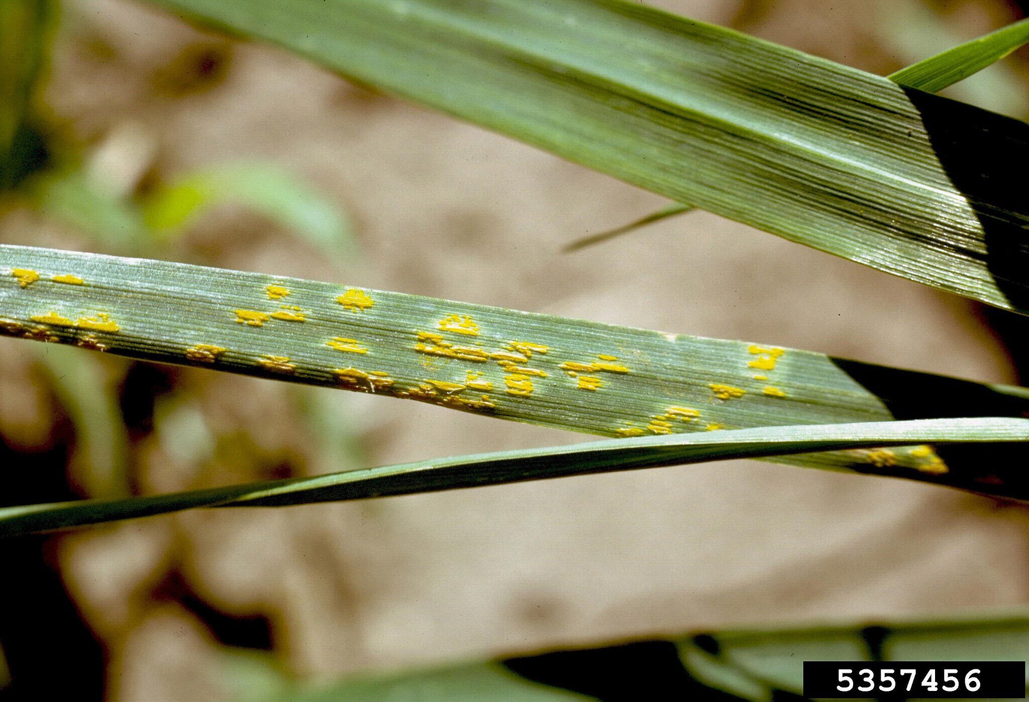 close up of lawn rust on a grass blade