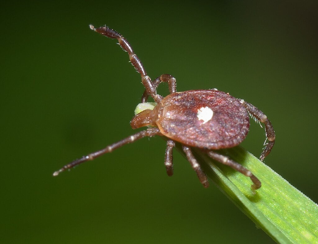 lone star tick hanging out on a grass blade