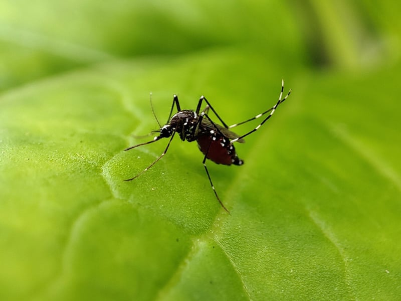 mosquito resting on a leaf