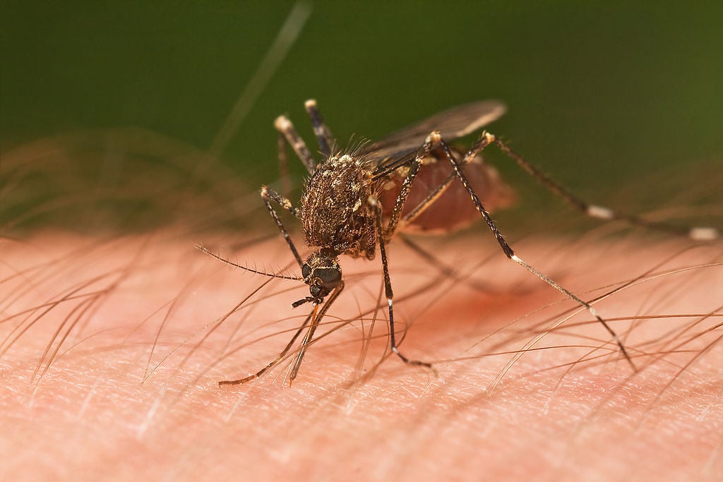 CC - Mosquito