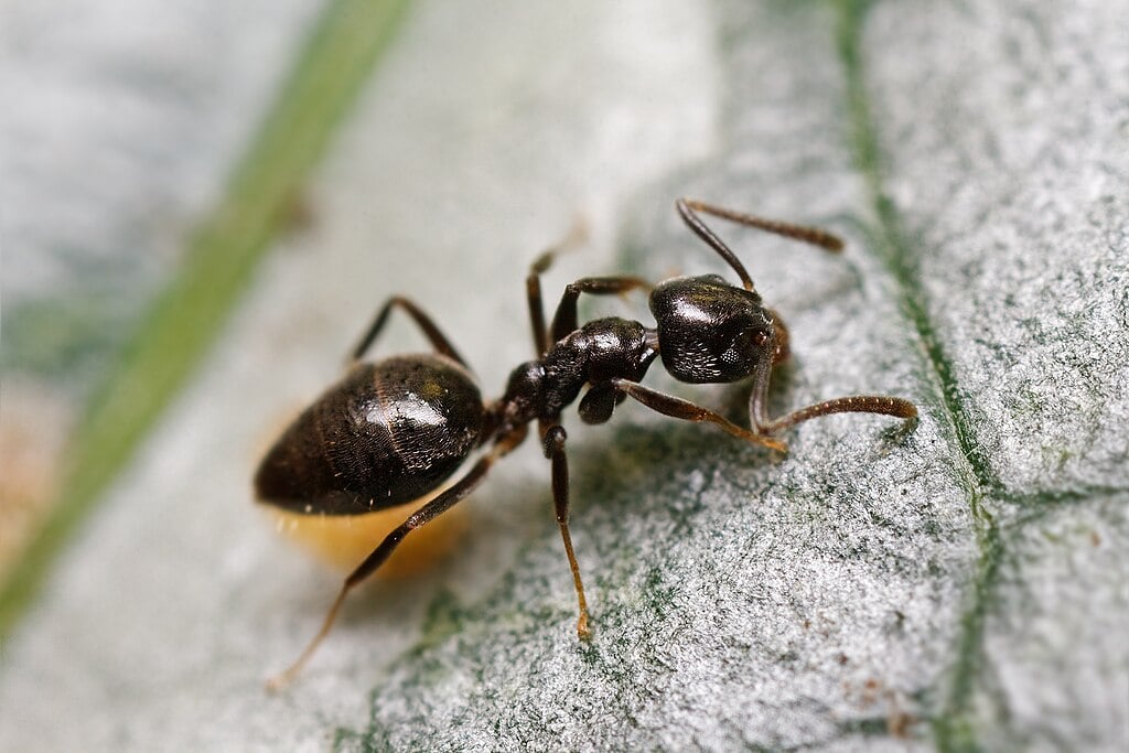 odorous house ant, the most common in Ohio