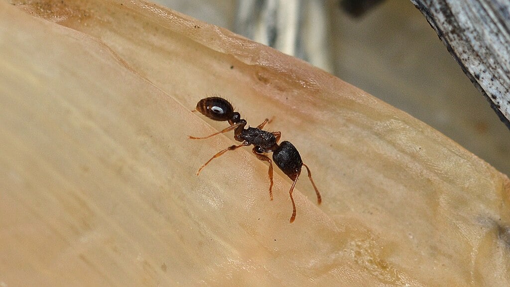 Pavement ant (Tetramorium immigrans)