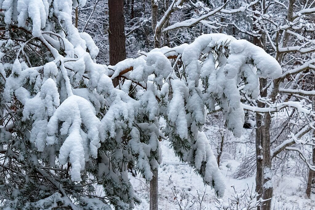 branches on an evergreen tree bending from snow load