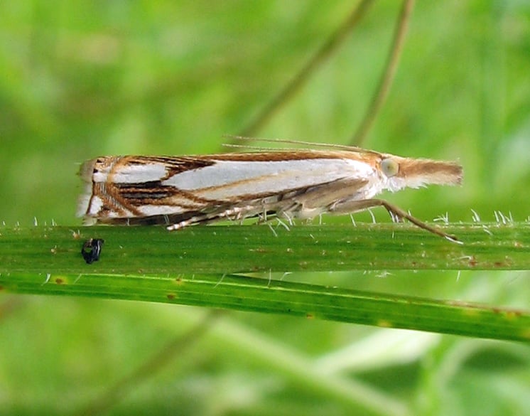 sod webworm that has turned into a moth