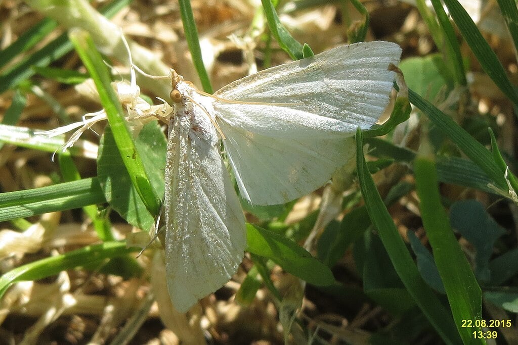 sod webworm wings open on grass