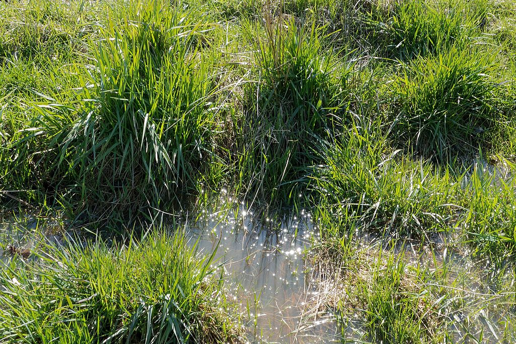 Standing water in grass