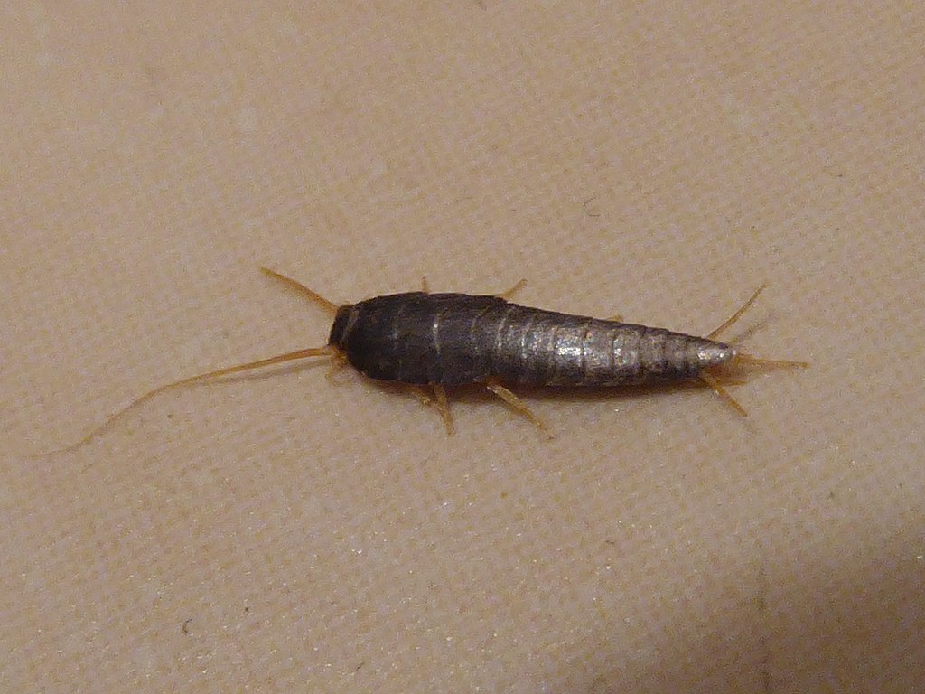 CC- silverfish