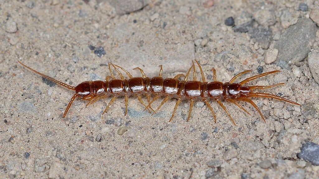 CC-centipede on dirt