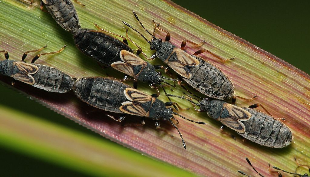 Chinch bugs in grass