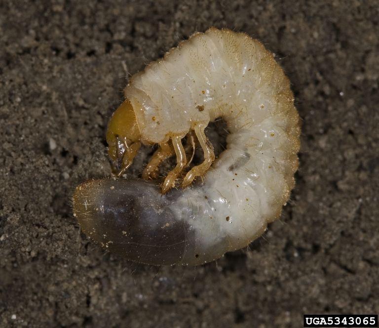 Grub in soil