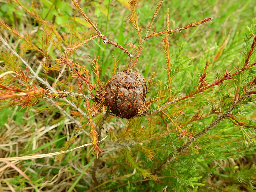 cedar apple rust