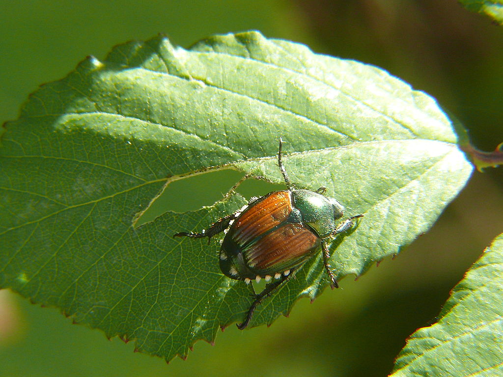 Japanese Beetle on Leaf
