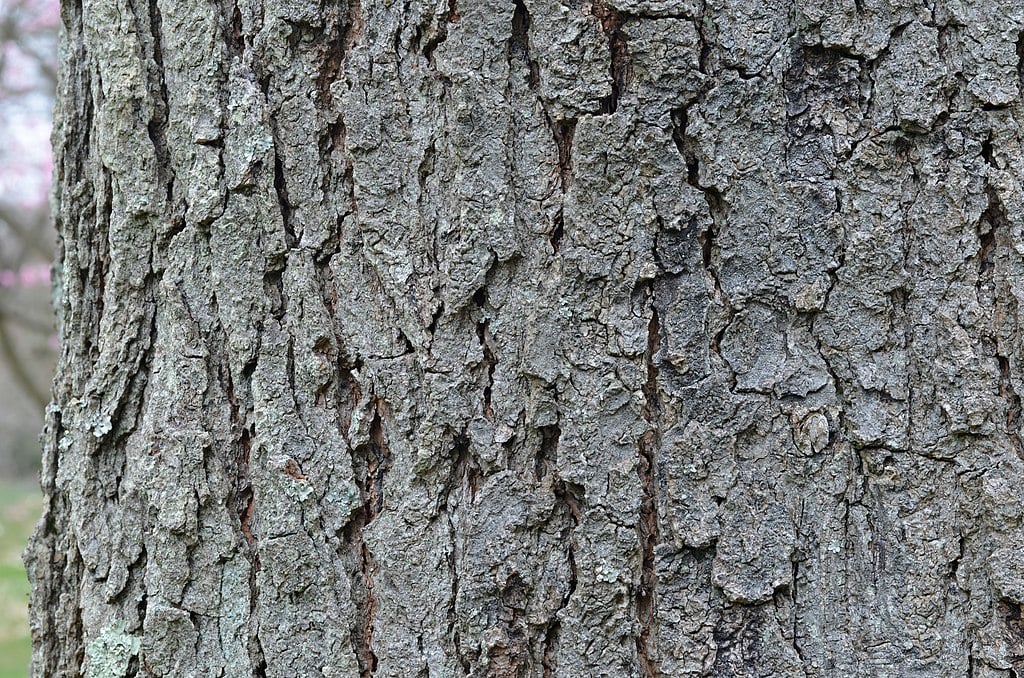 tree bark