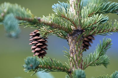 Picea glauca