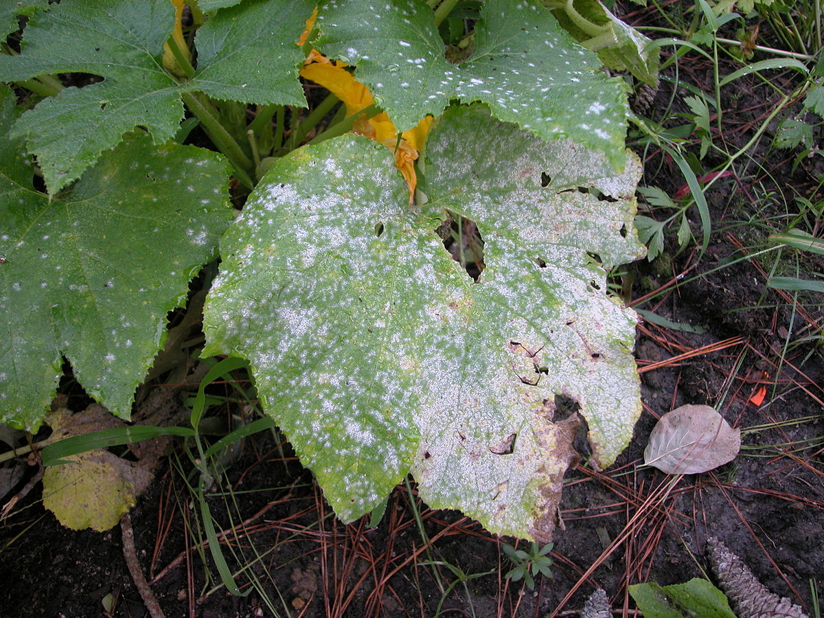 Powdery mildew disease