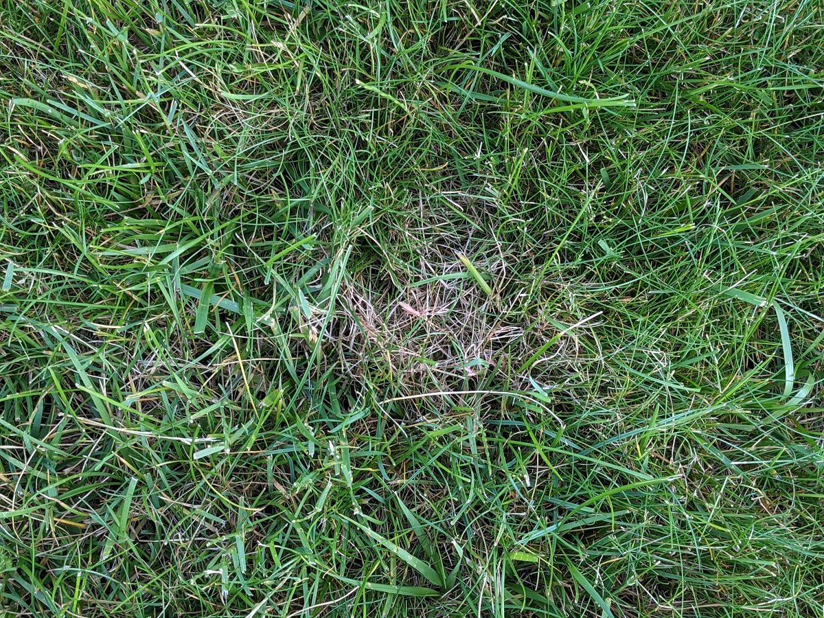 Red Thread Lawn Disease 