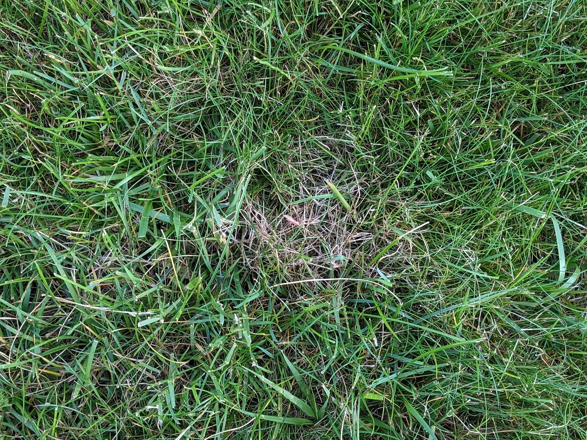 Red Thread Lawn Disease in grass 