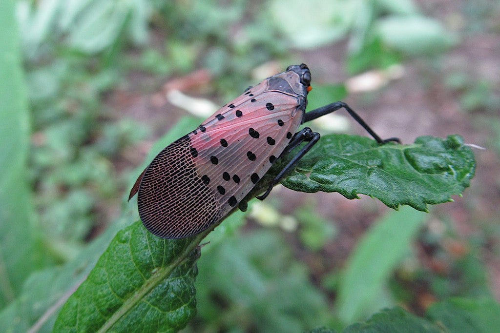 spotted laternfly on leaf