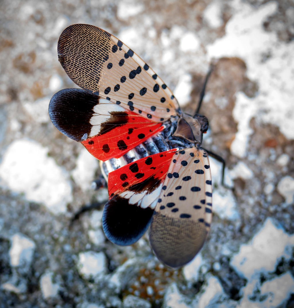 cc- spotted lantern fly