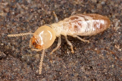 Termite