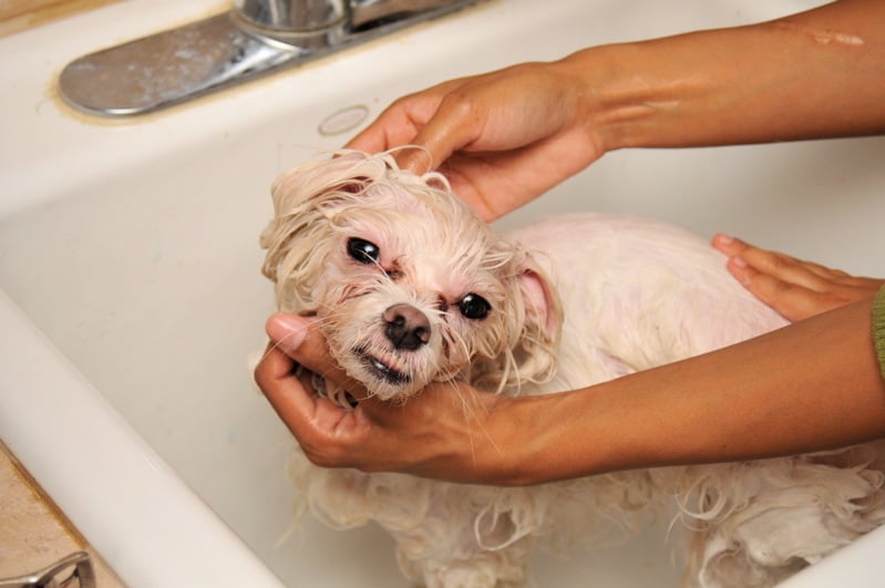 dog in bath