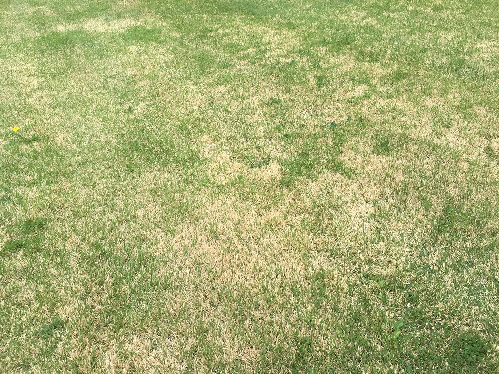Zoysia grass lawn weed