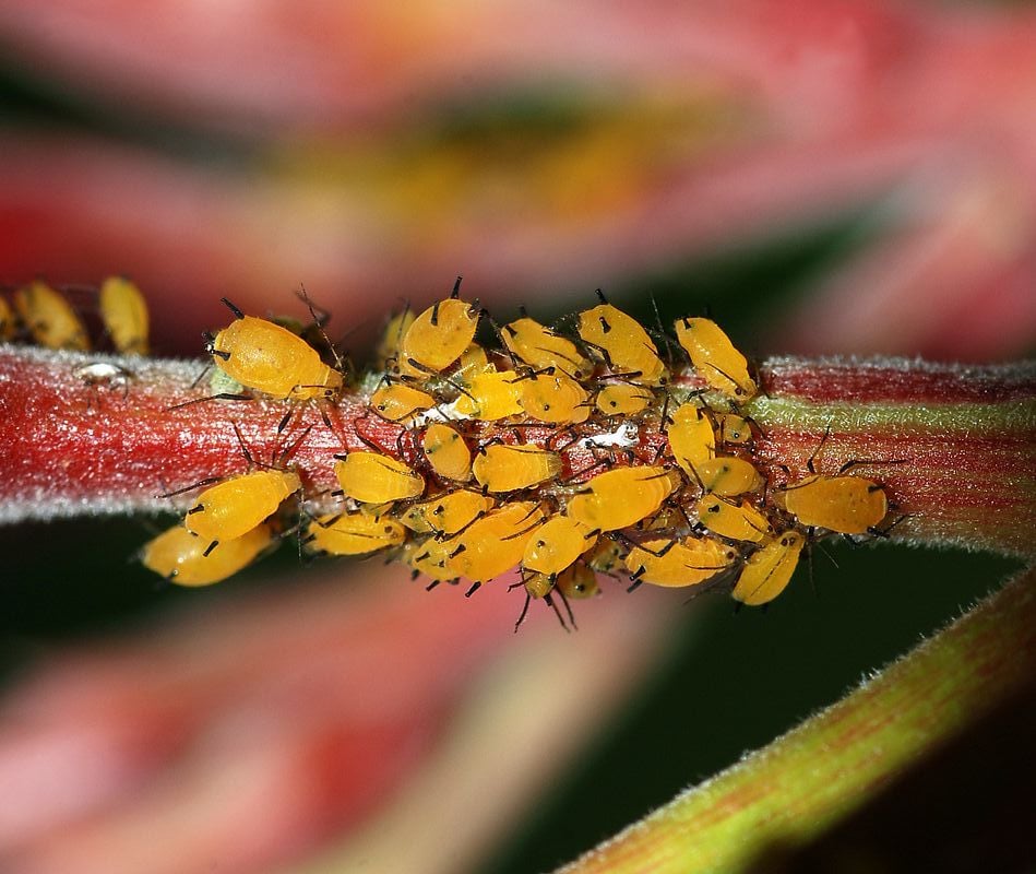 Aphid tree pests eating tree leaves