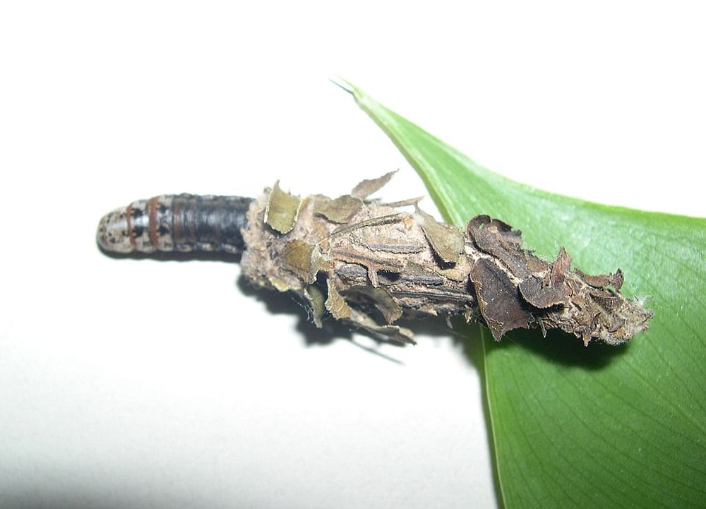 Bagworm tree pest
