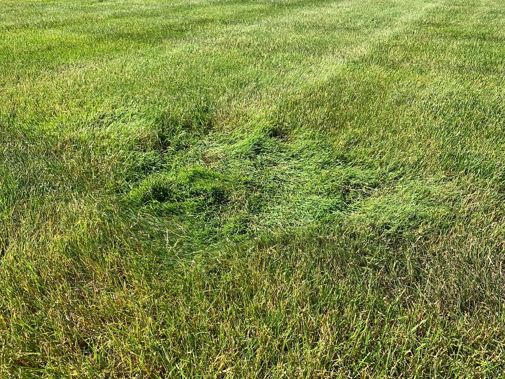 bluegrass lawn weed